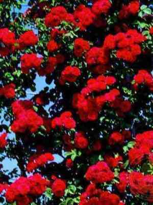 portos.jpg Портос (Porthos)