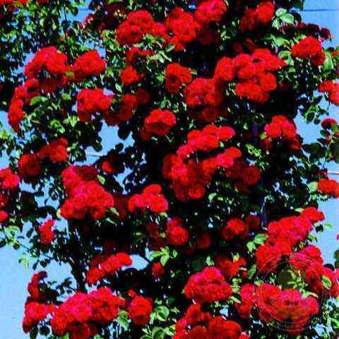 Портос (Porthos)