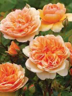 Порт Санлайт (Port Sunlight)