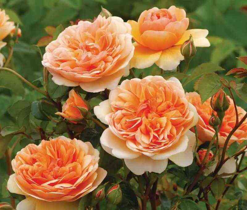 portsanlajt_portsunlight_optimized.jpg Порт Санлайт (Port Sunlight)