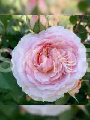 prajd_end_predzhudis_pride_and_prejudice.jpg Прайд энд Преджудис (Pride and Prejudice)