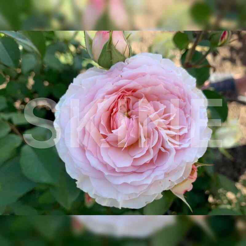 prajd_end_predzhudis_pride_and_prejudice.jpg Прайд энд Преджудис (Pride and Prejudice)