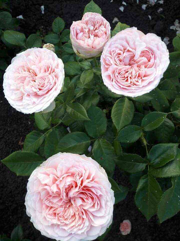 prajd_of_dzhejn.jpg Прайд оф Джейн (Pride of Jane)