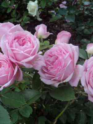 Прейри Джой (Prairie Joy)