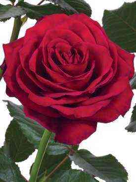 Престиж (Prestige)