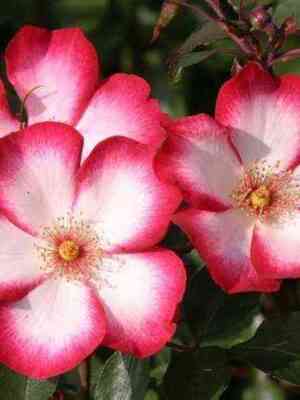 pretti_kiss.jpg Претти Кисс (Pretty Kiss)