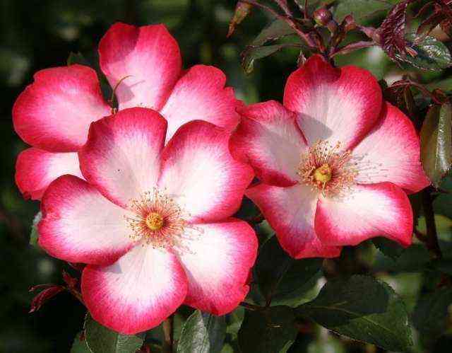 pretti_kiss.jpg Претти Кисс (Pretty Kiss)