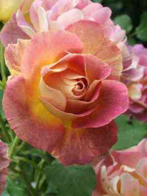 prier_de_san_kosm.jpg Приёр де Сан-Косм (Prieure de St Cosme)