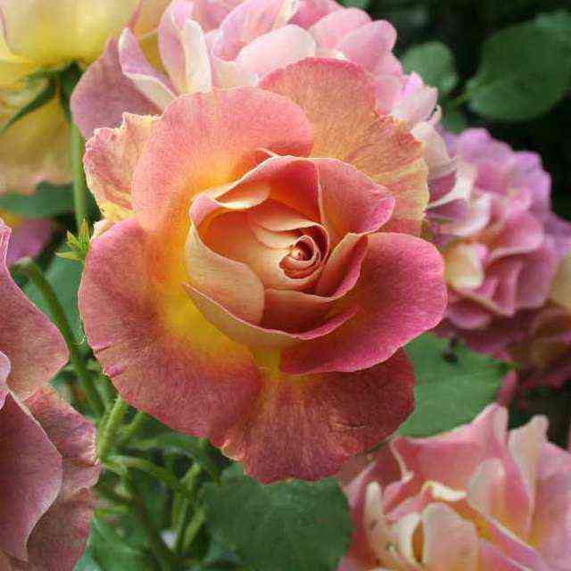 Приёр де Сан-Косм (Prieure de St Cosme)