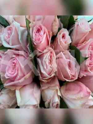 princessa_hitomi.jpg Принцесса Хитоми (Princessa Hitomi)