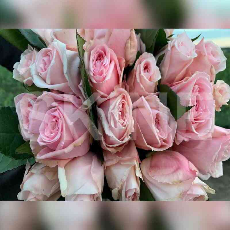 Принцесса Хитоми (Princessa Hitomi)