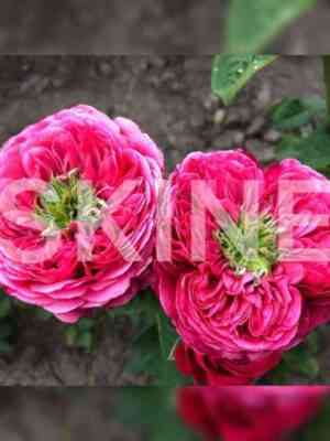 Принцесса Киши (Princess Kishi)