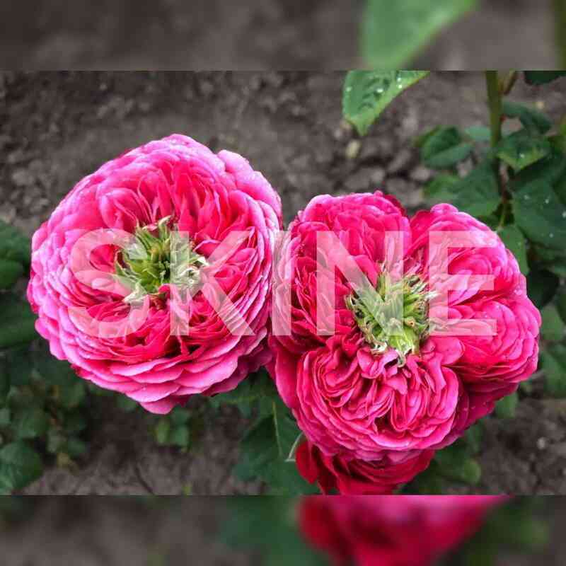 Принцесса Киши (Princess Kishi)