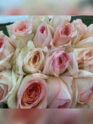 princessa_majya.jpg Принцесса Майя (Princess Maya)