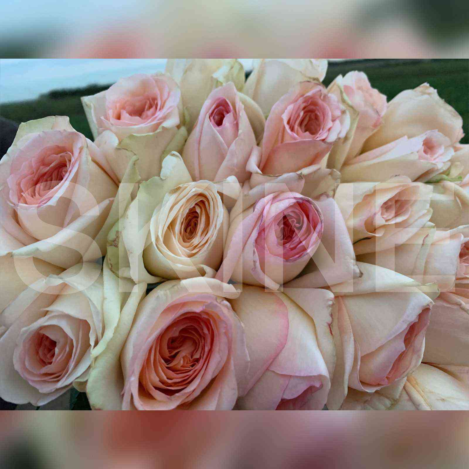 princessa_majya.jpg Принцесса Майя (Princess Maya)