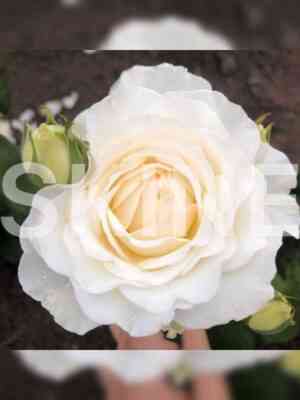 princessa_miyuki.jpeg Принцесса Миюки (Princess Miyuki)