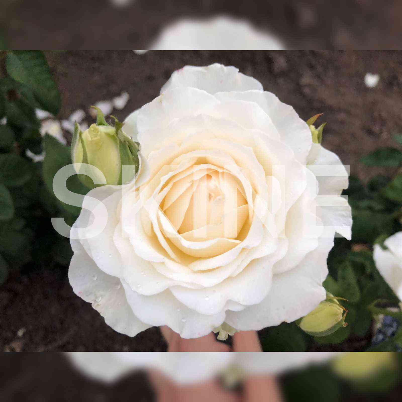 Принцесса Миюки (Princess Miyuki)