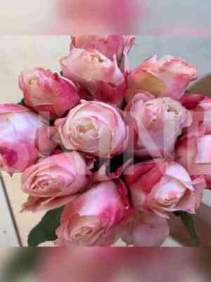 princessa_sakura.jpeg Принцесса Сакура (Princess Sakura)