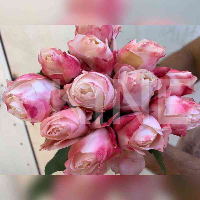 princessa_sakura.jpeg Принцесса Сакура (Princess Sakura)