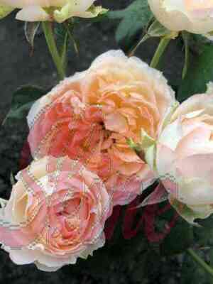 Принцесса Айко (Princess Aiko)