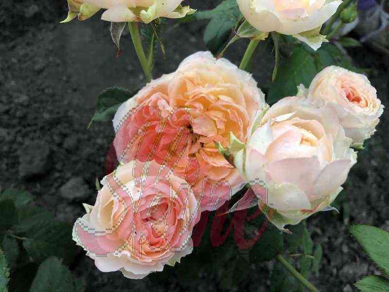 princessaajko_novyjrazmer_optimized.jpg Принцесса Айко (Princess Aiko)