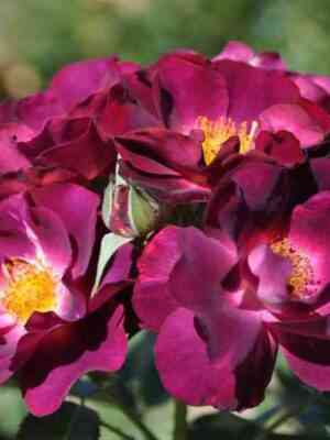 princzess-sibilla-de-lyuksemburg-princess-sibilla-de-luxembourg_optimized.jpg Принцесс Сибилла де Люксембург (Princess Sibilla de Luxembourg)