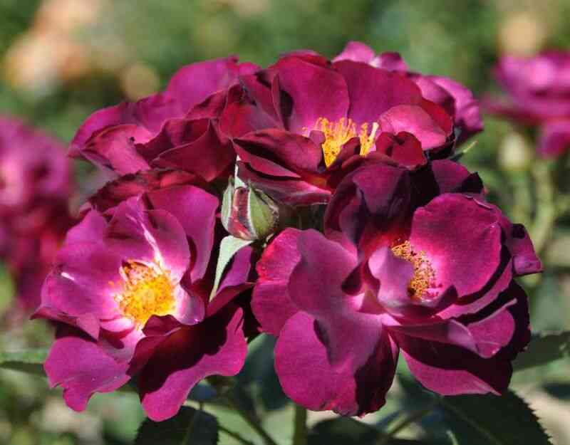 princzess-sibilla-de-lyuksemburg-princess-sibilla-de-luxembourg_optimized.jpg Принцесс Сибилла де Люксембург (Princess Sibilla de Luxembourg)