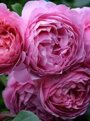 Принцесса Александра оф Кент (Princess Alexandra of Kent)