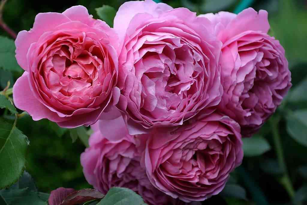 Принцесса Александра оф Кент (Princess Alexandra of Kent)