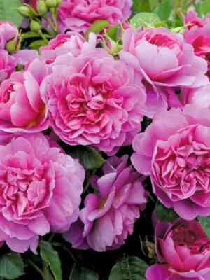 Принцесса Анна (Princess Anne)