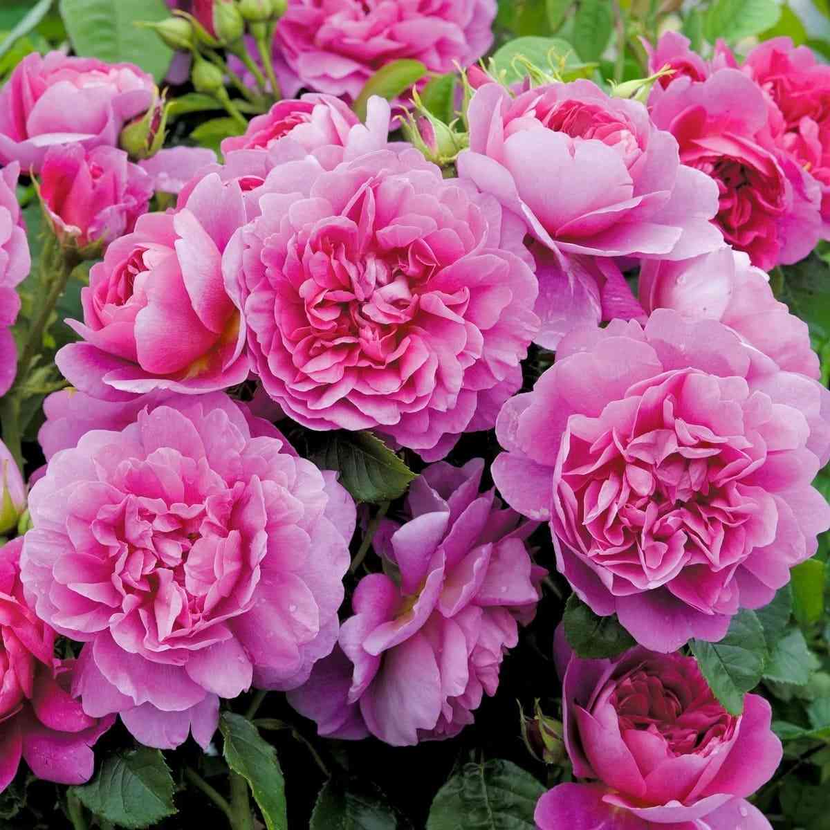 princzessa-anna.jpg Принцесса Анна (Princess Anne)