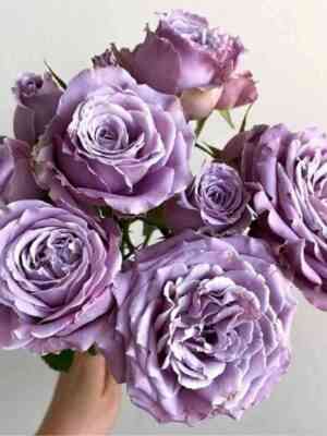 princzessa-kaori-princess-kaori_optimized.jpg Принцесса Каори (Princess Kaori)