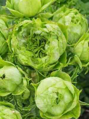 princzessa-midori-princess-midori_optimized.jpg Принцесса Мидори (Princess Midori)