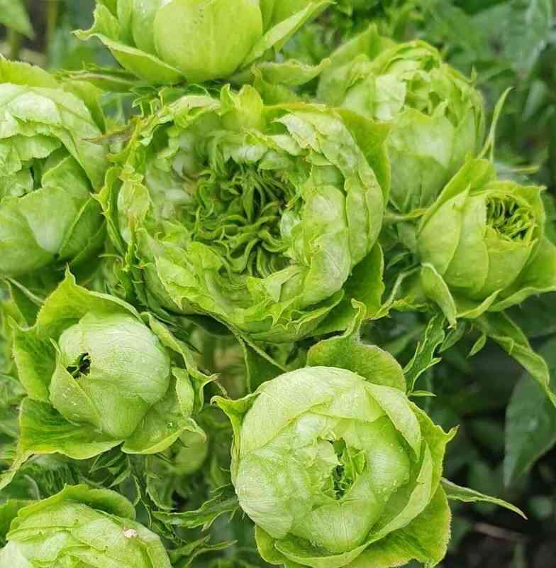 Принцесса Мидори (Princess Midori)