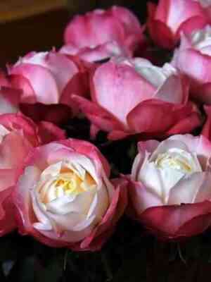 princzessa-suki-princess-suki_optimized.jpg Принцесса Суки (Princess Suki’)