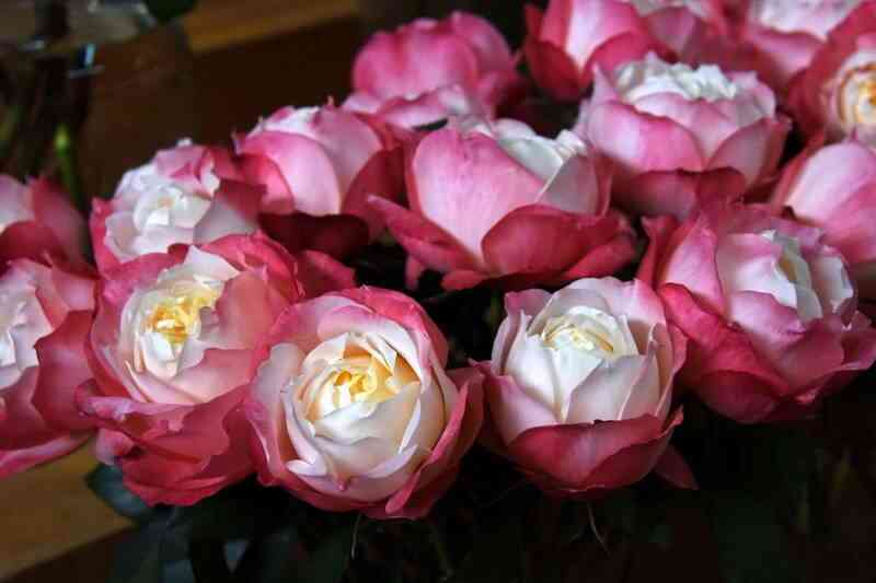 princzessa-suki-princess-suki_optimized.jpg Принцесса Суки (Princess Suki’)