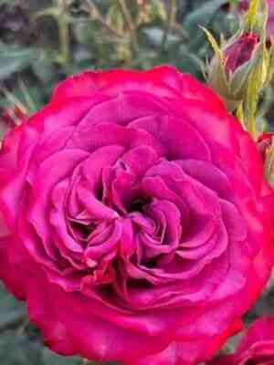 princzessa-tamako-princess-tamako_optimized.jpg Принцесса Тамако (Princess Tamako)