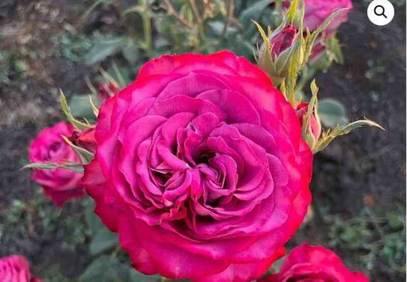 Принцесса Тамако (Princess Tamako)