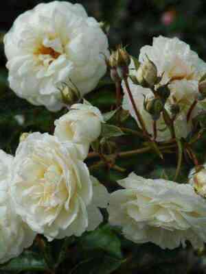 Просперити (Prosperity)