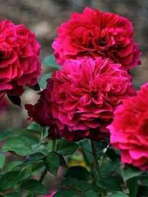 Просперо (Prospero)