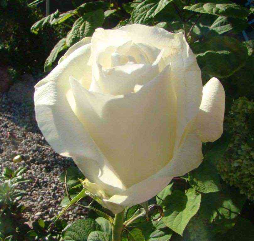 prout.jpg Проуд (Proud)