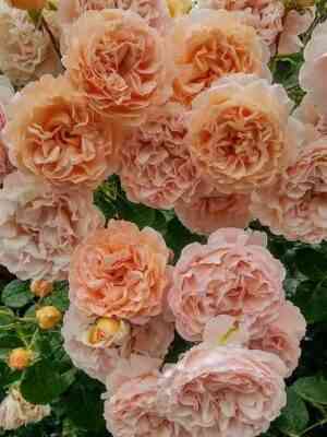 psiheya-psyche_optimized.jpeg Психея (Psyche)