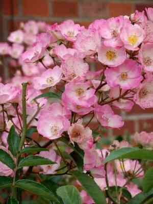 Пуччини (Puccini)