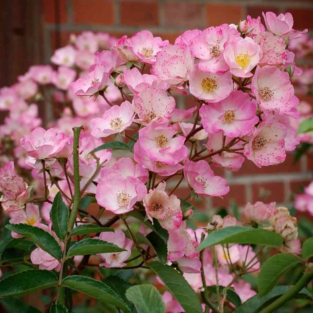 Пуччини (Puccini)