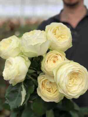 pur-blond.jpg Пур Блонд (Pure Blonde)