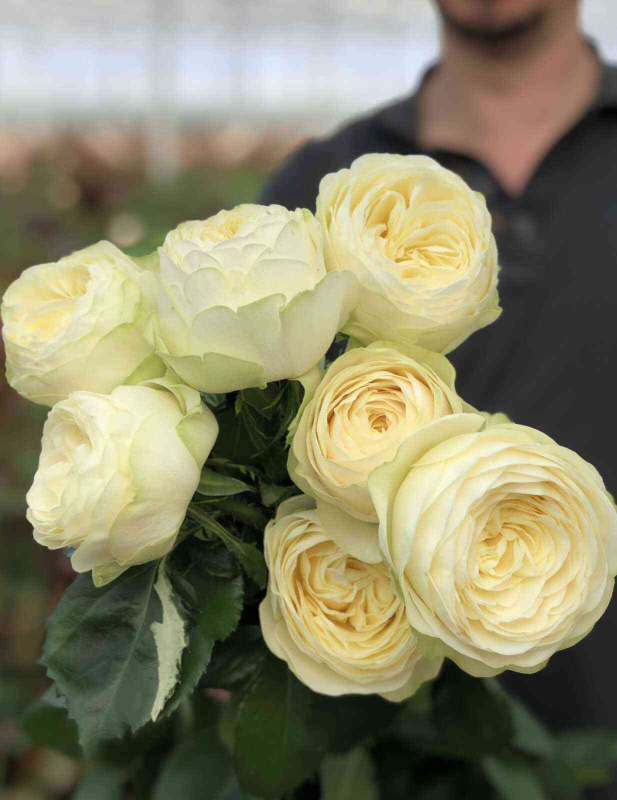 Пур Блонд (Pure Blonde)