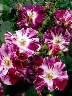 purp_splesh.jpg Перпл Сплэш (Purple Splash)