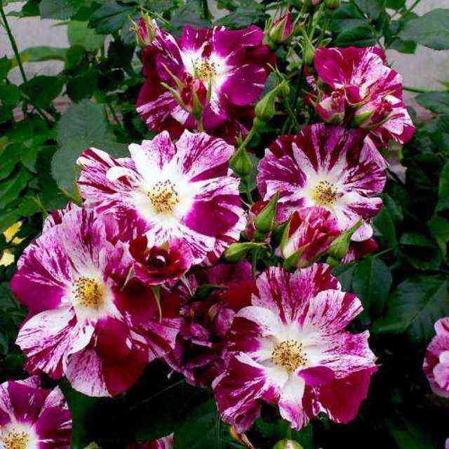 purp_splesh.jpg Перпл Сплэш (Purple Splash)