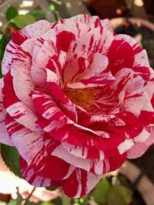 purpurnyj_tigr.jpg Перпл Тайджер (Purple Tiger)