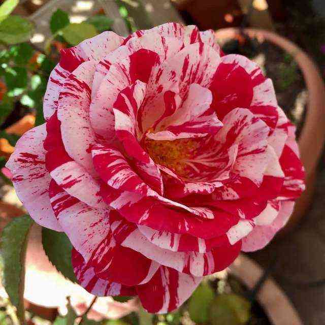 purpurnyj_tigr.jpg Перпл Тайджер (Purple Tiger)